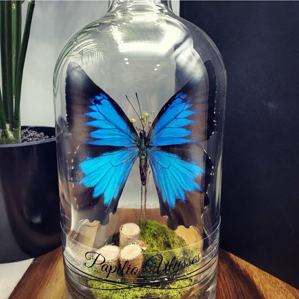 Papilio Ulysses Butterfly Terrarium: Handcrafted Bottle Display