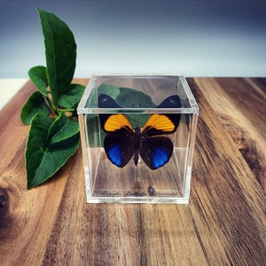 May include: A preserved butterfly with orange, blue, and black wings is encased in a clear acrylic cube. The cube is labeled "Raquel's Butterfly Terrariums." Green leaves are visible inside the cube and next to it on a wooden surface.