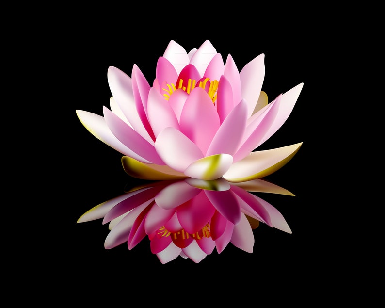 Lotus Perennial Flowers Seeds Gift Same Day Shipping White Etsy