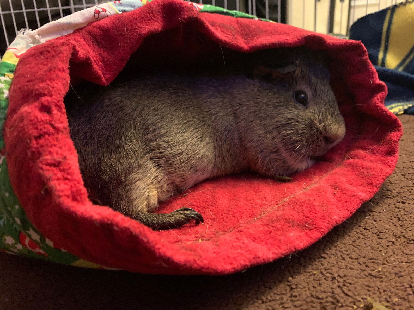 Guinea Pig Small Animal Snuggle Pouch Etsy