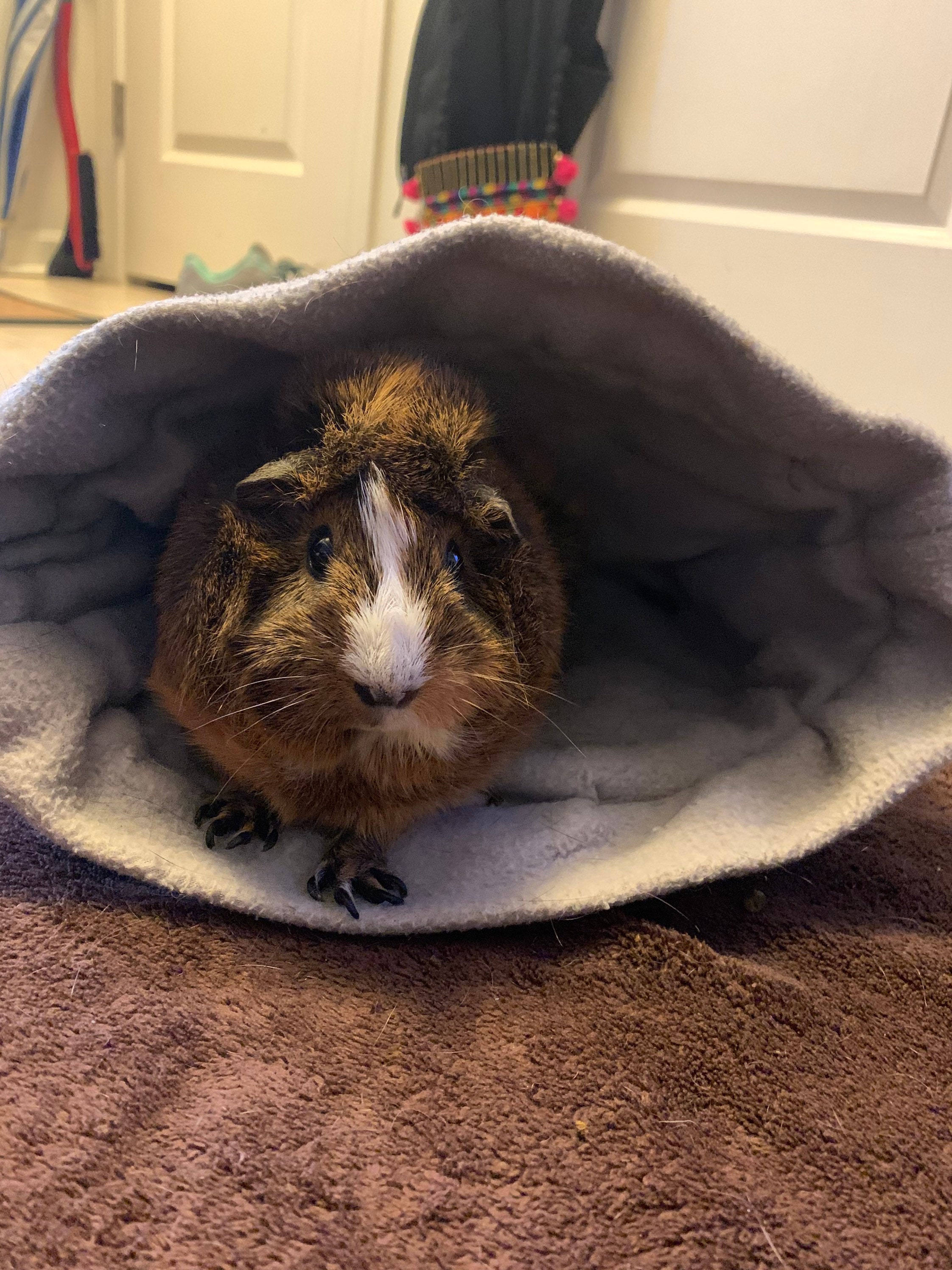 Guinea Pig Small Animal Snuggle Pouch Galaxy Blue Etsy