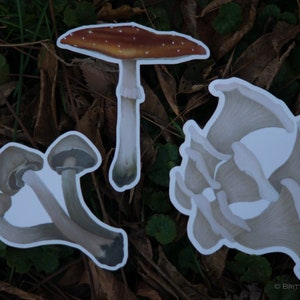 Large Mushroom Cottagecore Vinyl Waterproof Stickers - Water Bottle Stickers - Fungi Stickers - Fairy Witch Stickers - Plant Stickers