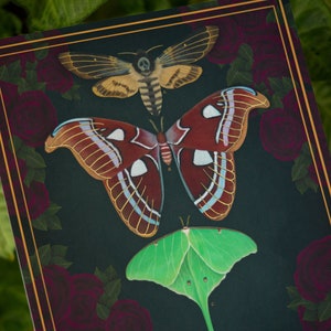 Moths of The Crystal Raven Art Print - Death Head Moth - Atlas Moth- Luna Moth - Gothic Decor - Dark Academia - Gallery Wall Art Decor