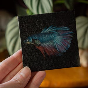 May include: A small square canvas featuring a detailed painting of a betta fish. The fish has blue and red fins and is set against a black background. The artwork is held in a hand, with the artist's logo visible in the bottom right corner.