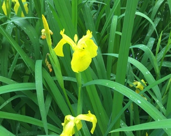 Perenial Iris pseudacorus (yellow flag - beardless, pond iris, yellow iris, water flag)