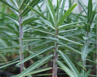 Japanese Spurge Etsy Japanese Spurge Etsy