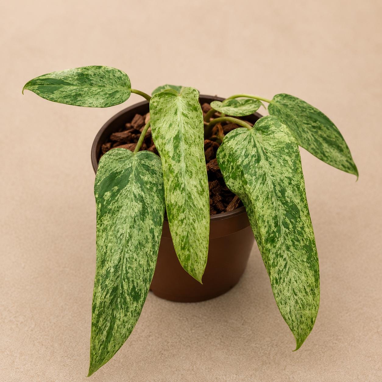 Variegated philodendron whipple way - Etsy 日本