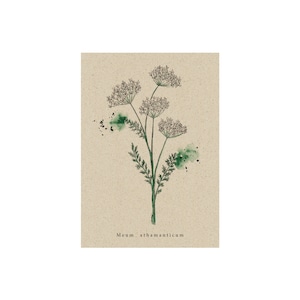 matabooks - Vintage botanische A6 Postkarte mit Blumenmotiv aus nachhaltigem Graspapier - Bärwurz