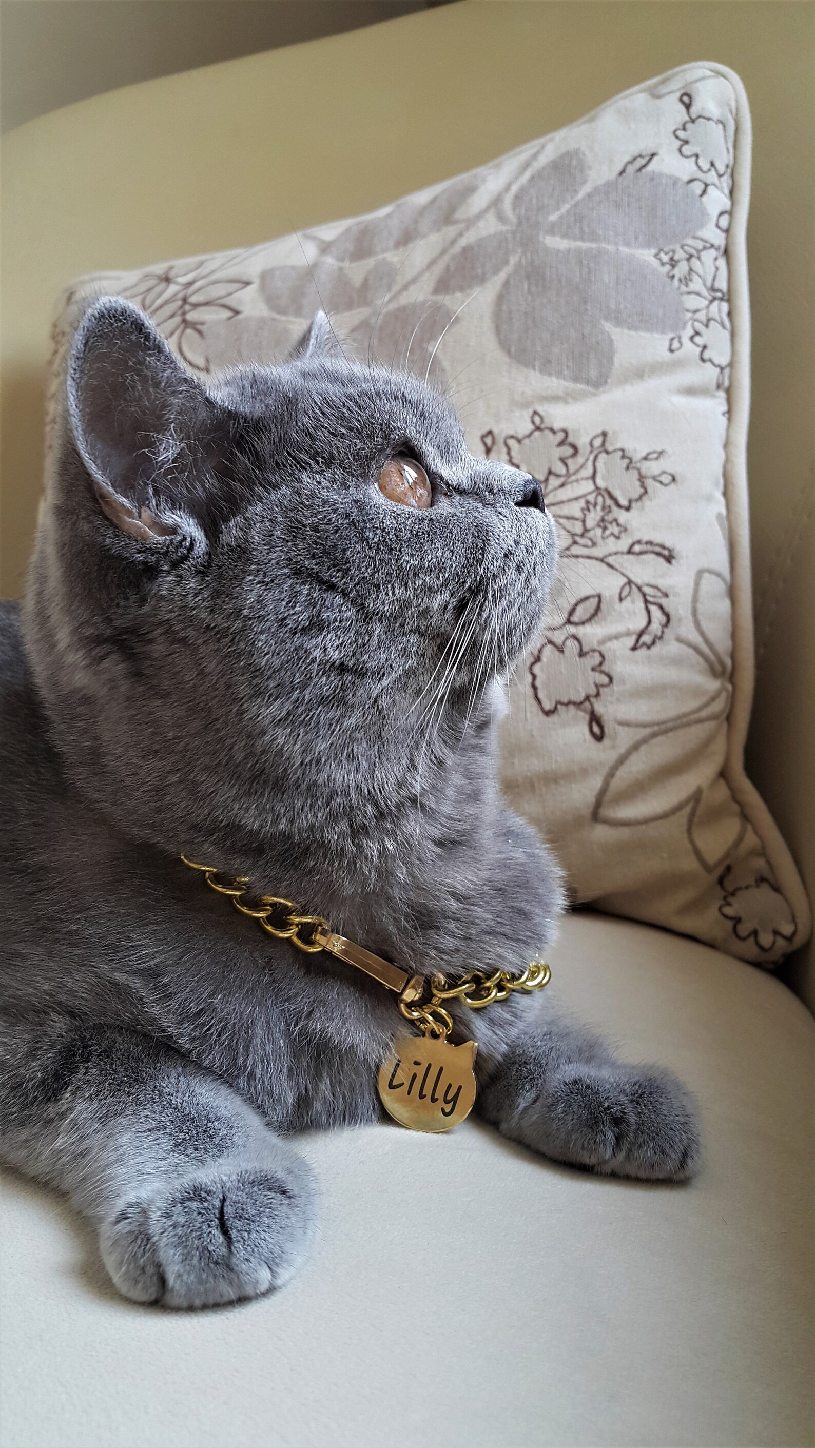 Gold Pet Collar With Steel Name Tag Chain Collar for Cats Etsy