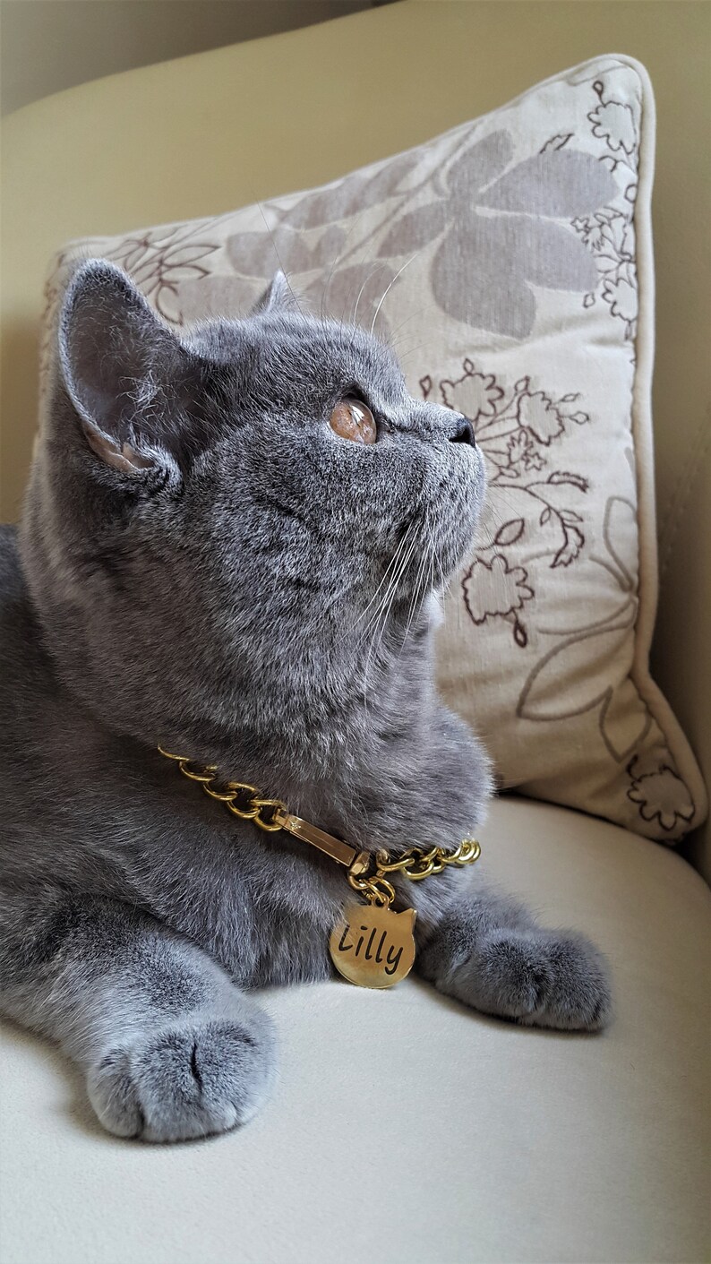 Gold Pet Collar With Steel Name Tag Chain Collar for Cats Etsy