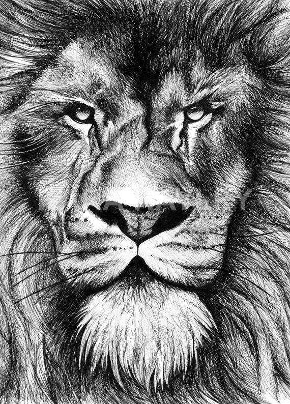 Aslan Drawing - It's aslan from chronicles of narnia. - Murray Wicher