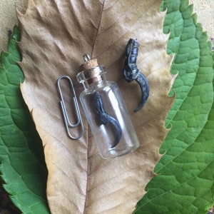 An English Crow Claw or Talon in a bottle.