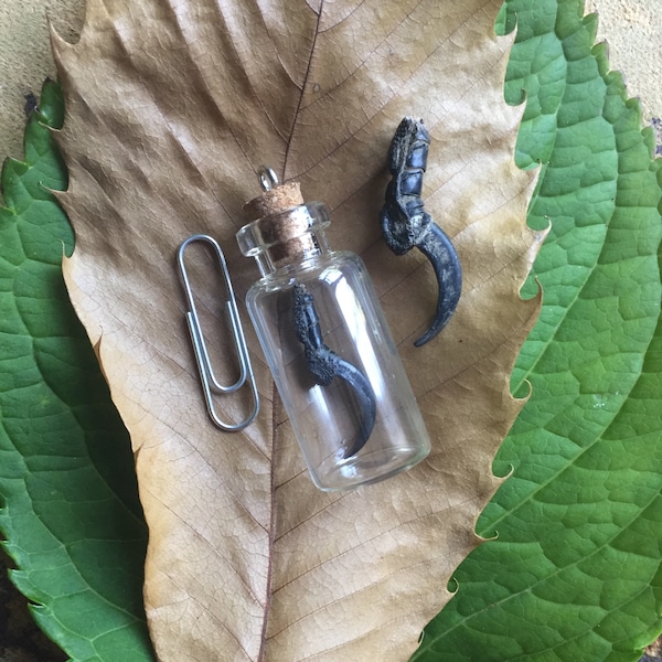 An English Crow Claw or Talon in a bottle.