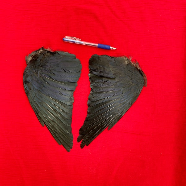 A Pair of Jackdaw Wings