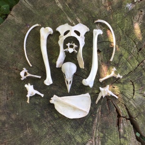 A collection of fox bones and crow skull