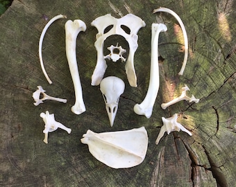 A collection of fox bones and crow skull