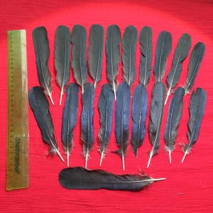 20 Large English Crow Tail Feathers