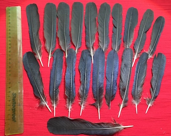 20 Large English Crow Tail Feathers