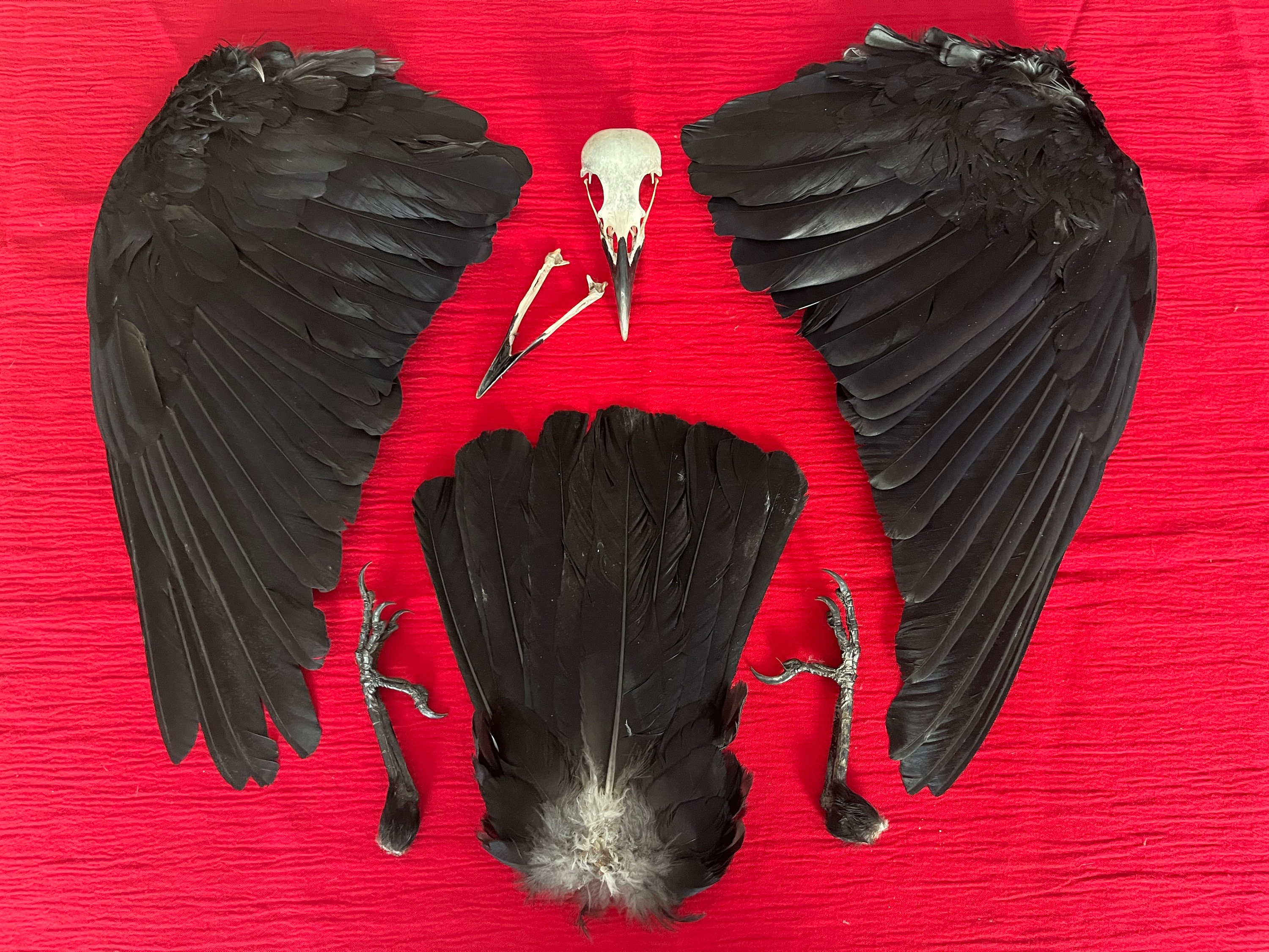 カラスの頭蓋骨、羽、鳥の足、翼、カラス科の本物の骨の剥製セット