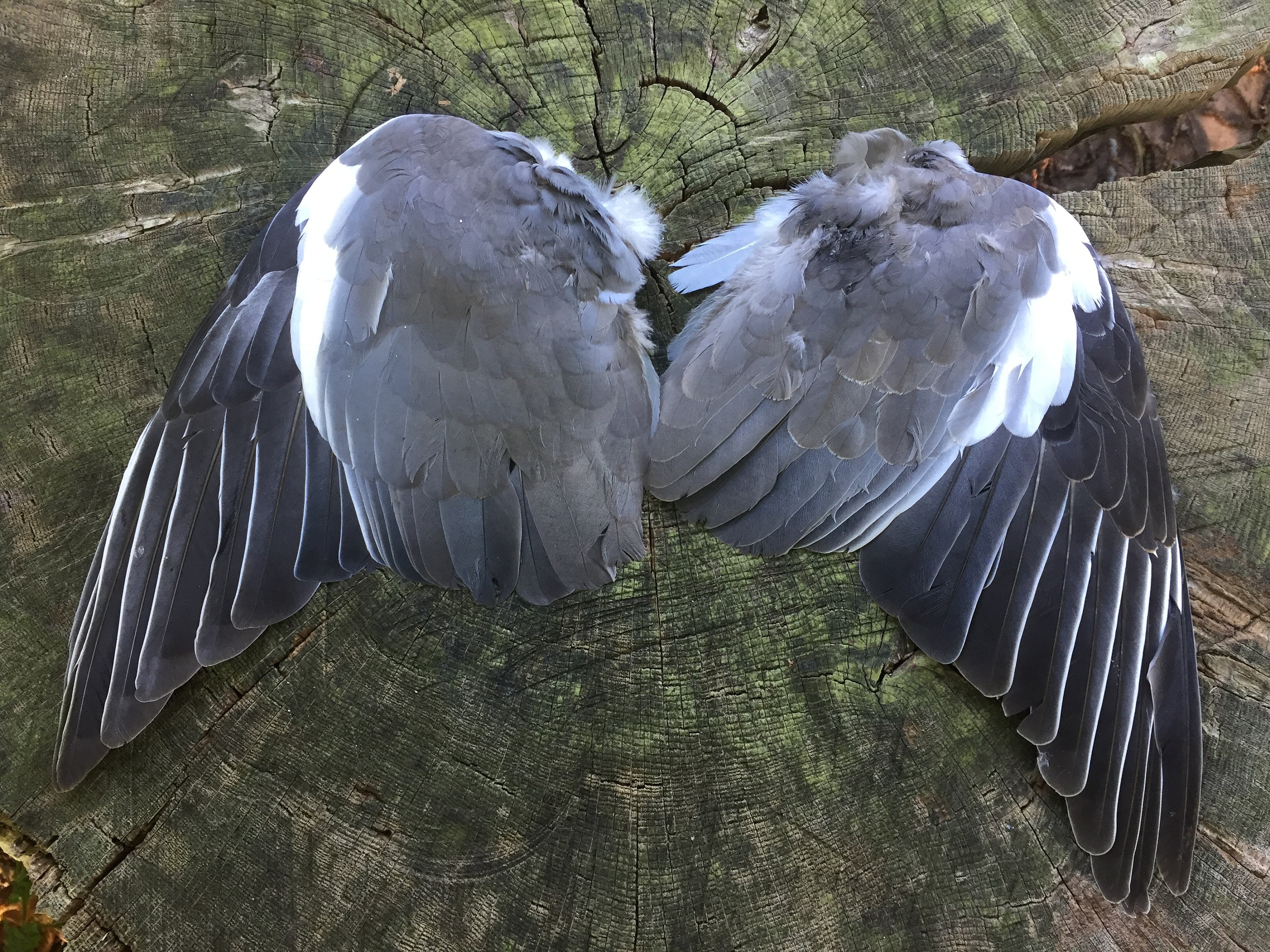 A Pair of English Wood Pigeon Wings Etsy UK