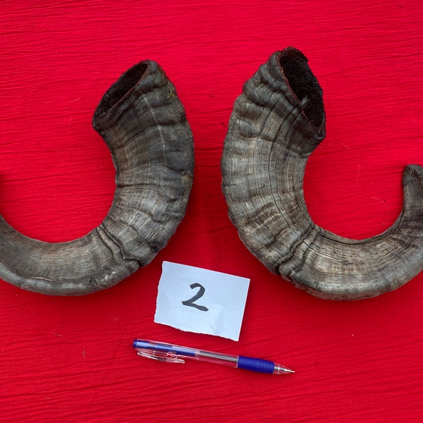 A Pair of Rare Breed Ram Horns