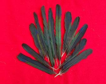 12 Magpie Tail Feathers