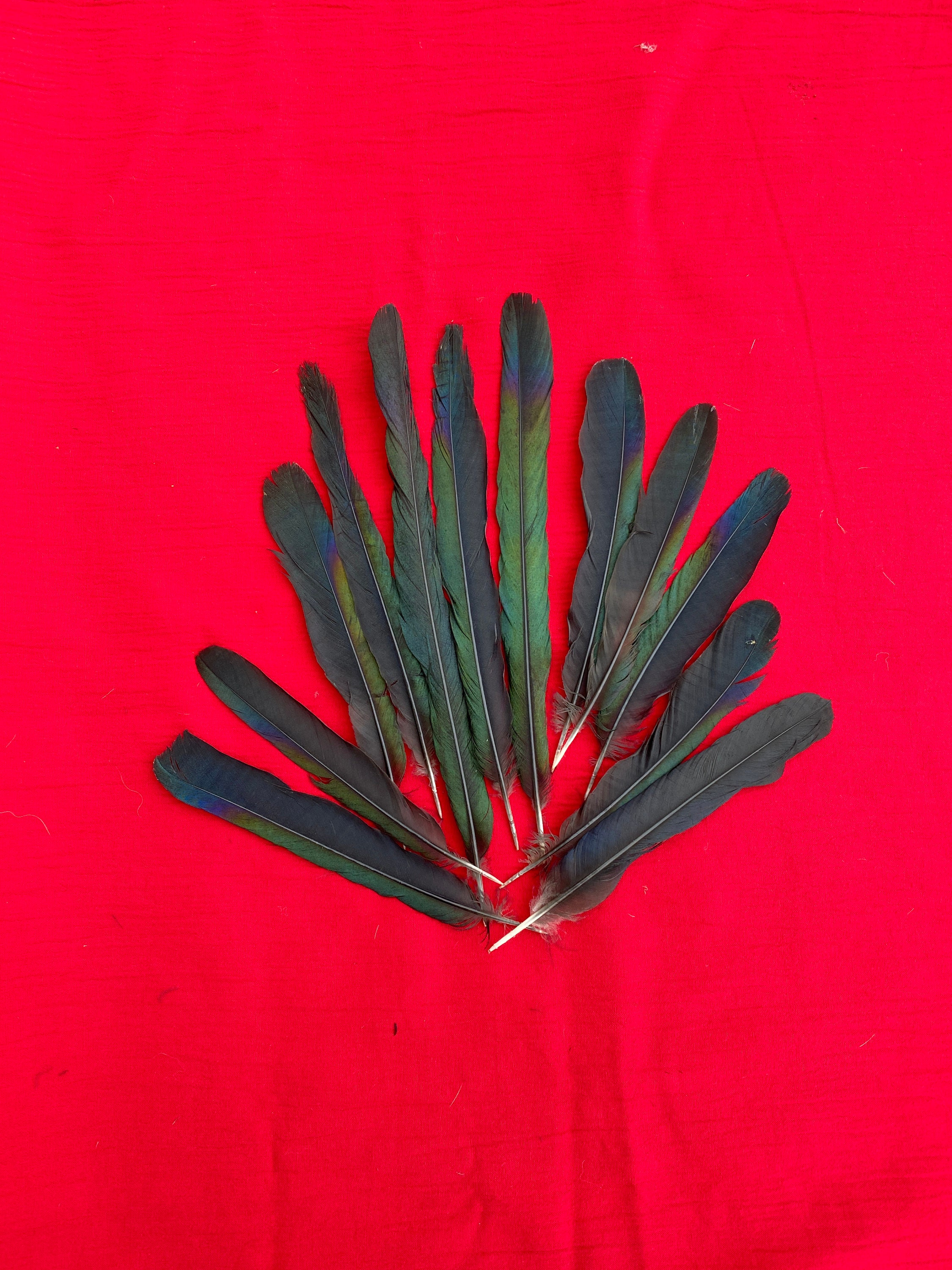 12 Magpie Tail Feathers