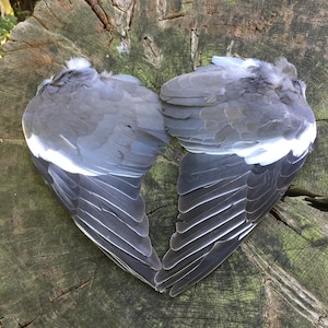 A pair of English Wood Pigeon wings