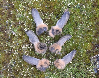 A pair of Preserved Wild English Rabbit Ears