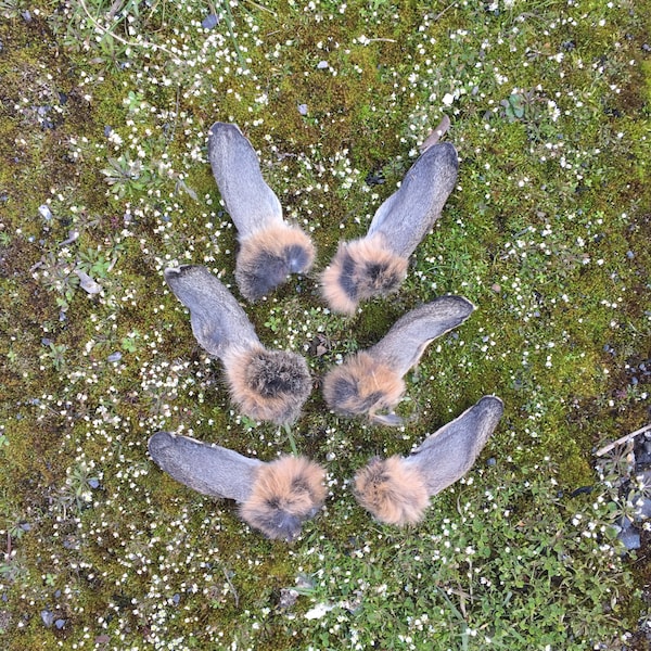 Une paire d'oreilles de lapin anglais sauvages stabilisées