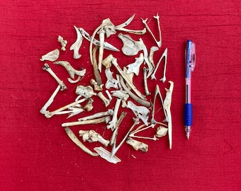 50 Wild Animal and Bird Bones for Crafting