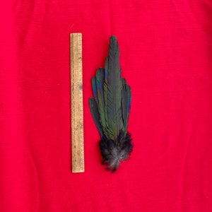A Fan of Magpie Tail Feathers