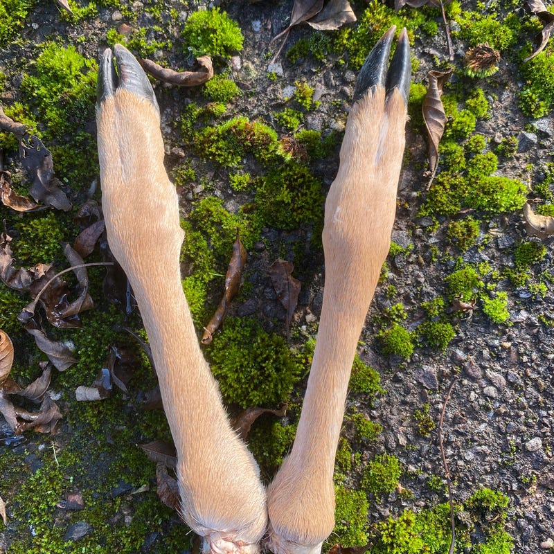 thumbnail image 2 of Cured Whitetail Deer Hooves – Pair, Taxidermy Feet With Mounting Hardware, Made In USA 2 of 3