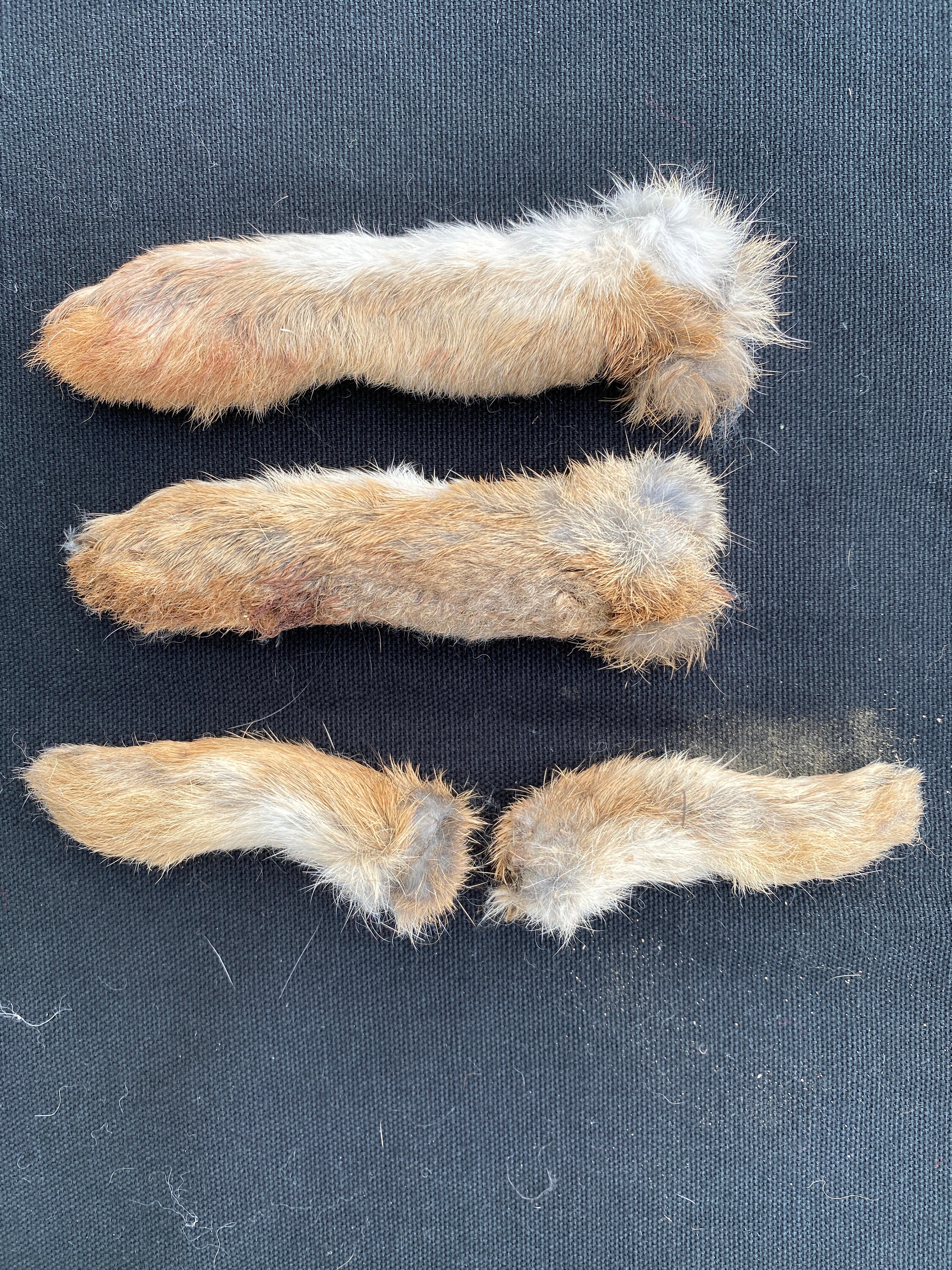 Four Wild Rabbit Feet for Craft Projects - Etsy