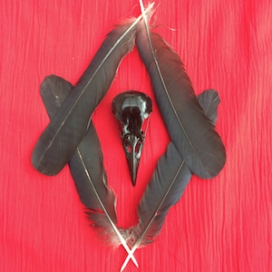 Véritable tête de mort et plumes de corbeau noires
