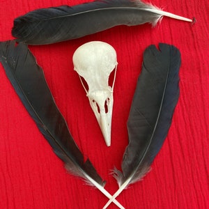 A Genuine English Carrion Crow Skull and feathers