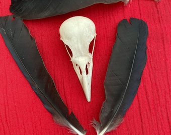 A Genuine English Carrion Crow Skull and feathers