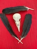 A Genuine English Carrion Crow Skull and feathers 