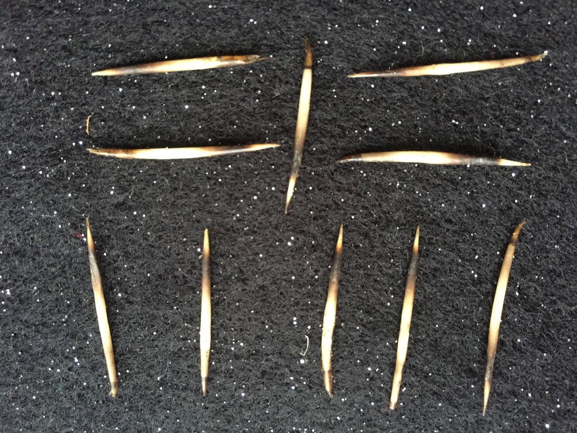 Ten Hedgehog Quills Etsy