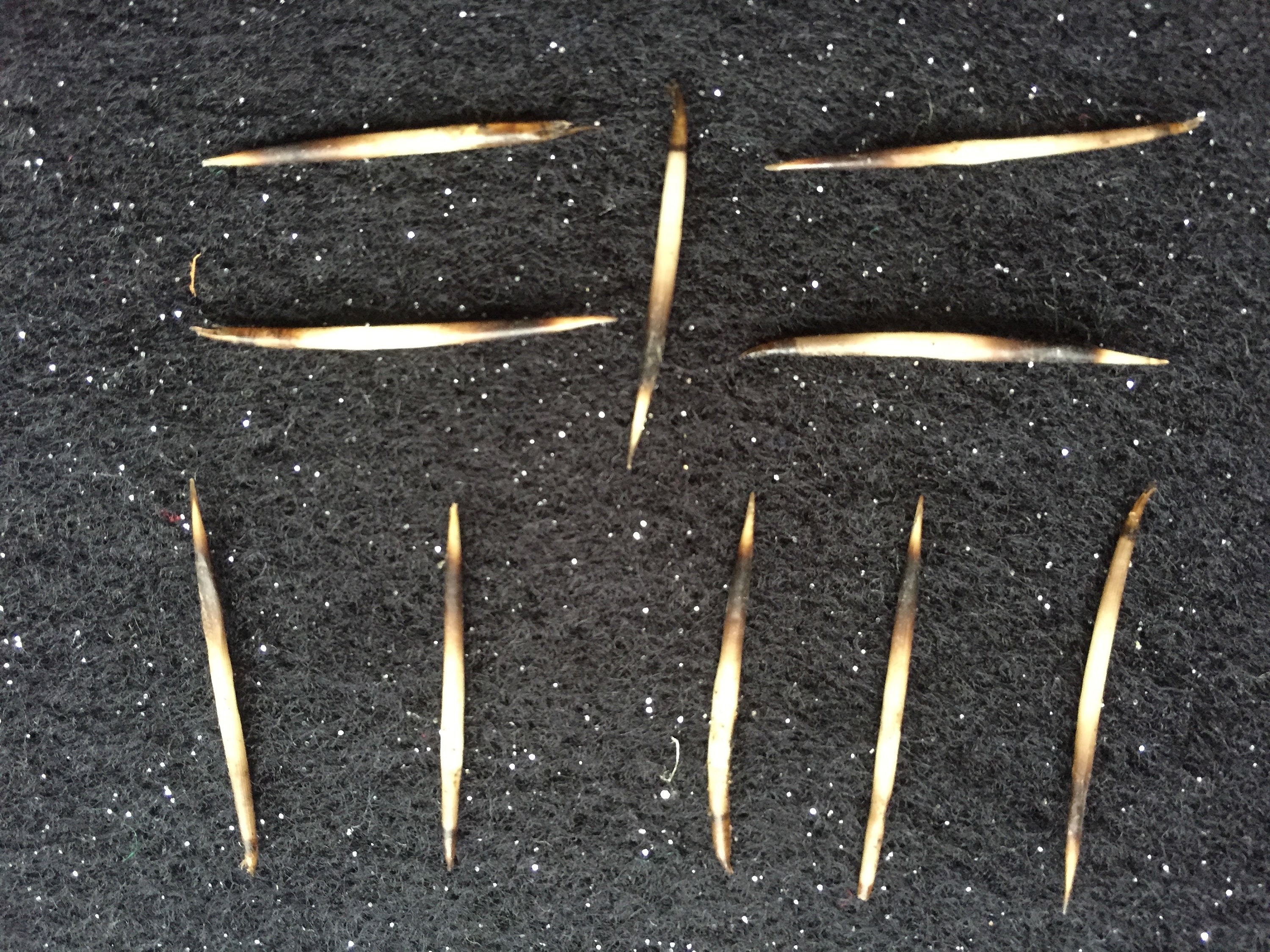 Ten Hedgehog Quills Etsy