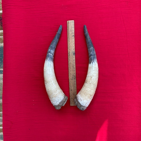 Raw Cow Horns Etsy