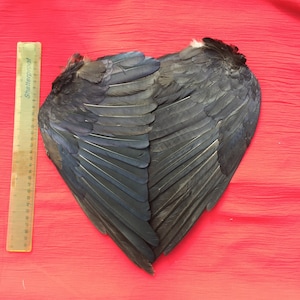 Une paire d&#39;ailes de corneille noire pour travaux manuels ou maculage