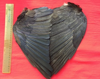 Une paire d'ailes de corbeau anglais adaptées aux travaux manuels