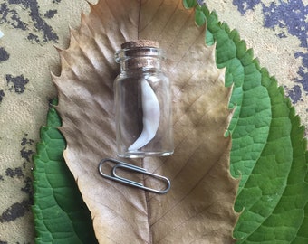 A Red Fox Tooth in a bottle for display