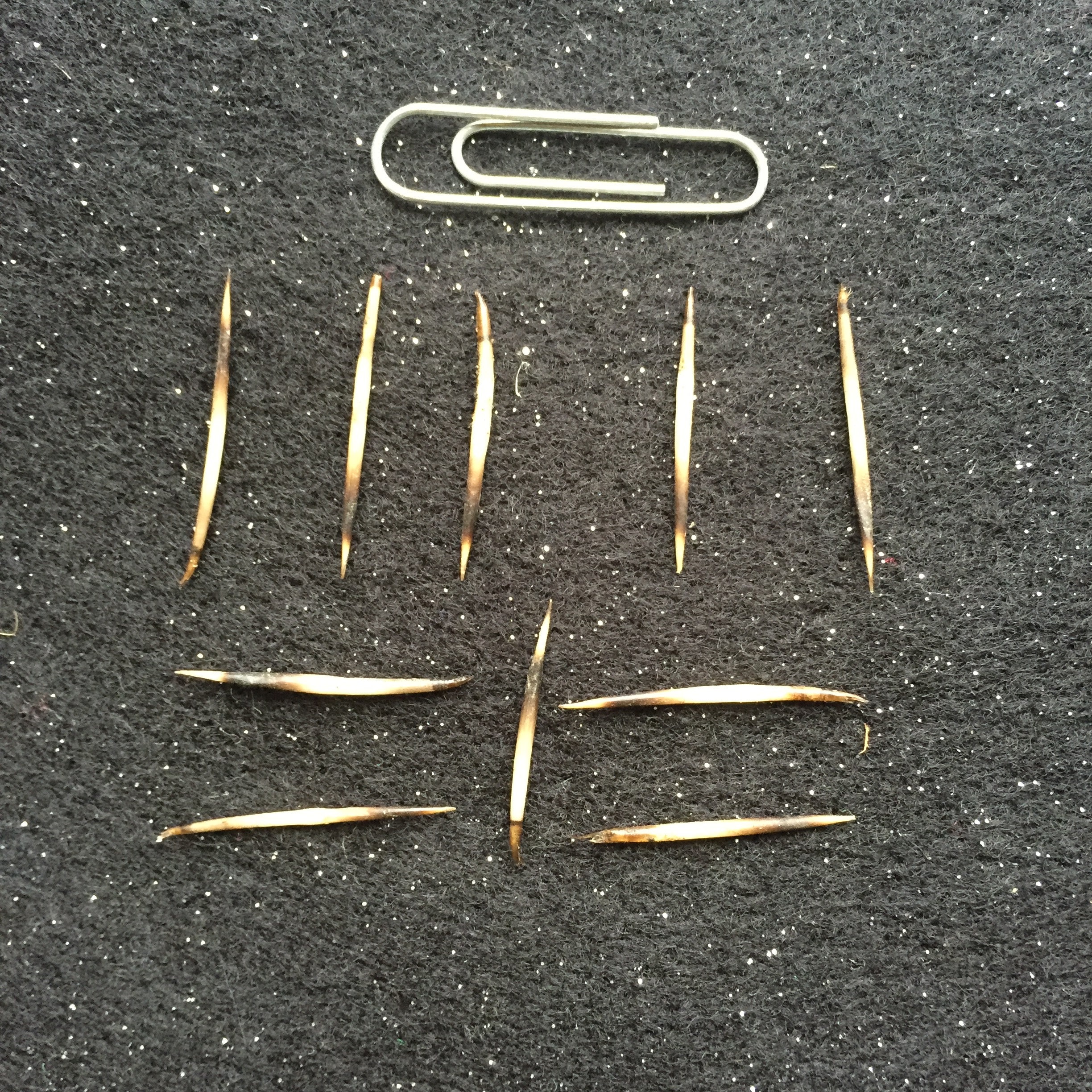 Ten Hedgehog Quills Etsy