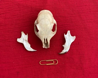 ガチョウの頭蓋骨、鳥の羽、剥製、野鳥、ガチョウの骨 - Etsy 日本