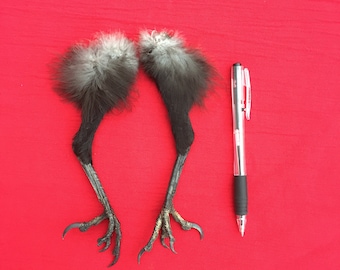 Two Crow Legs with Feathers