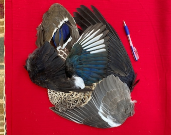 Six Assorted Wild Bird Wings Including Crows