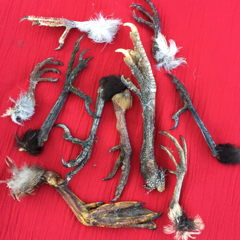 Ten Assorted Wild Bird Feet for Art and Craft Projects Etsy