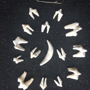 15 Red Fox Teeth for Craft Work - Etsy